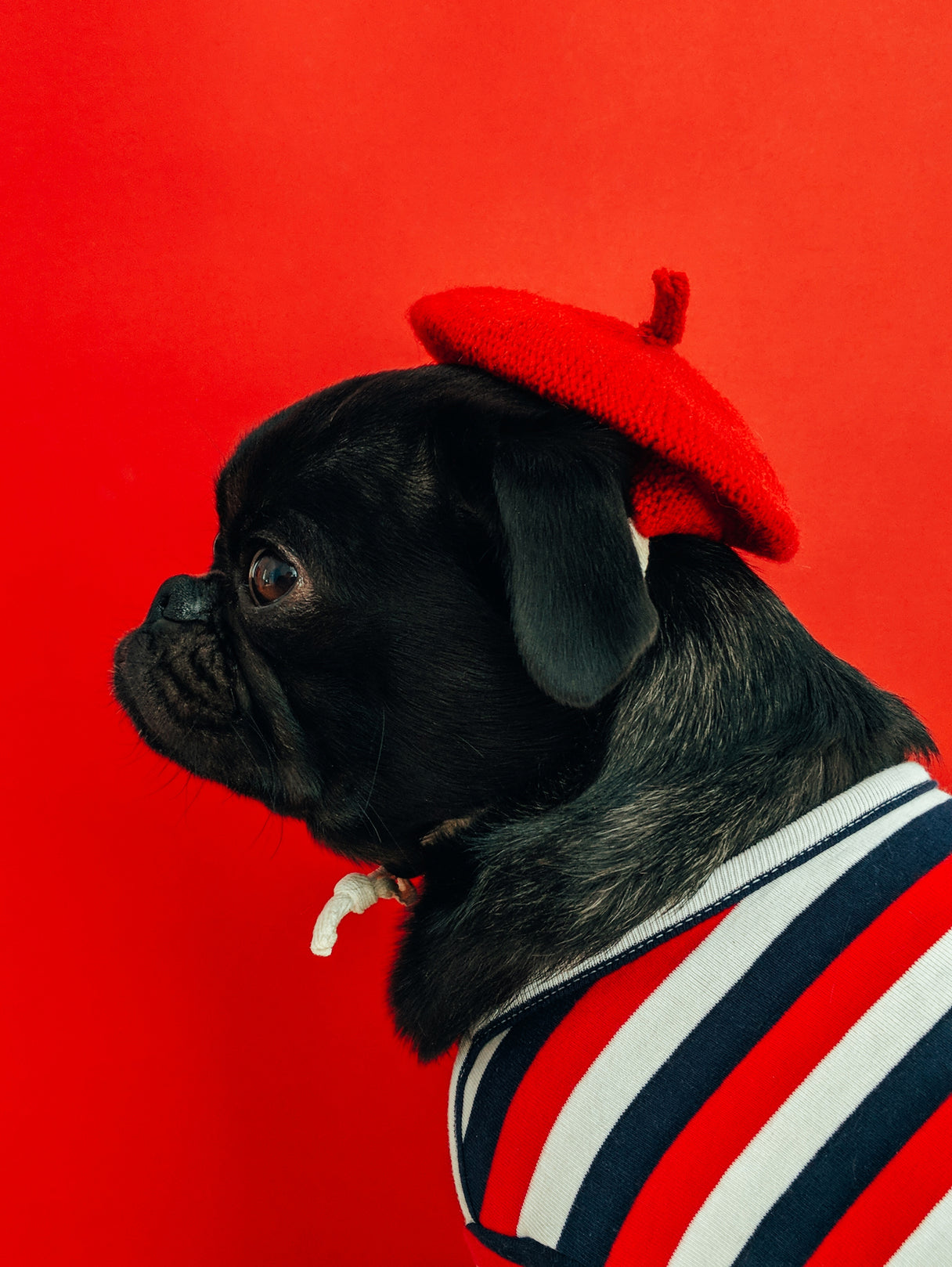 PET ACCESSORIES